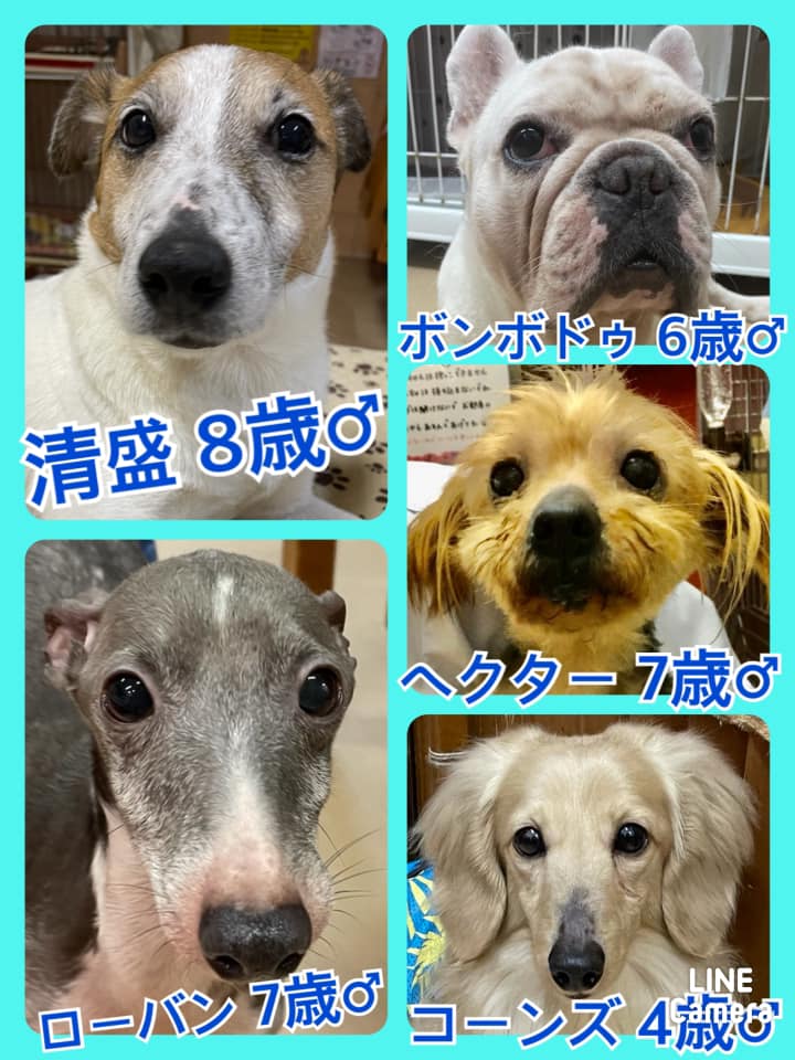 🐾今日の里親様募集中ワンコ🐶メンバーです🐾2021,4,17